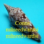 Conus milneedwardsi milneedwardsi, Jousseaume 1894