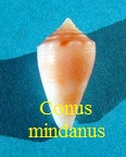 Conus mindanus, Hwass in Bruguière 1792