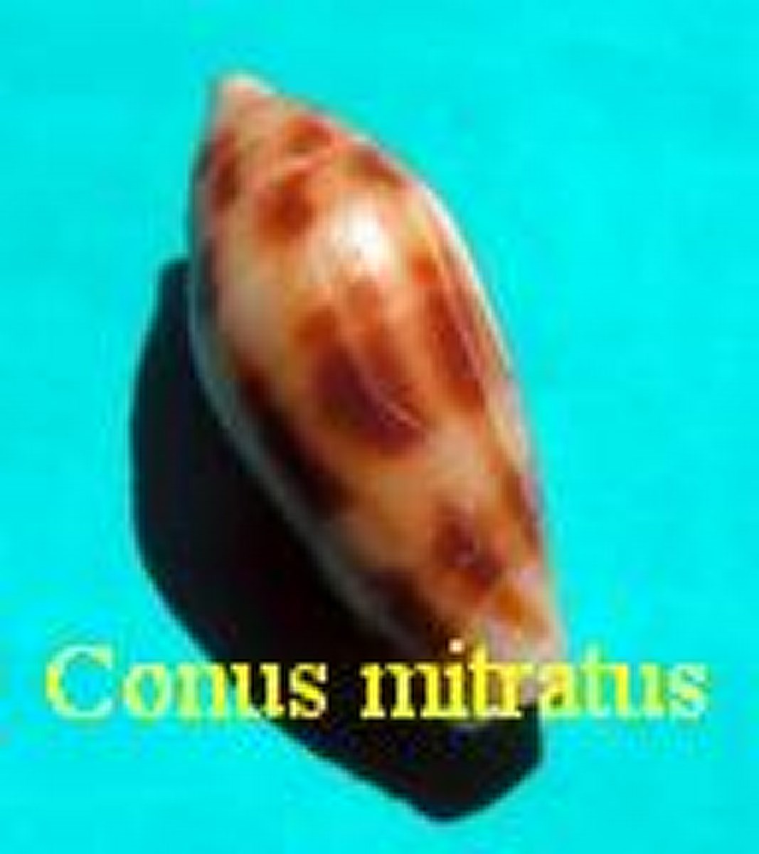 Conus mitratus, Hwass in Bruguière 1792 (RKK 230)lep