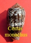Conus monachus, L. 1758 (RKK60)che