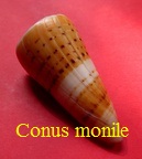 Conus monile, Hwass in Bruguiere 1792 (RKK150) Stra