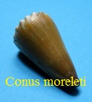 Conus moreleti, Crosse 1858 (RKK 11)vir