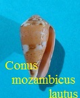 Conus mozambicus lautus, Reeve 1844