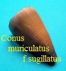 Conus muriculatus f. sugillatus, Reeve 1844 