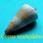 Conus muriculatus, Sowerby I 1833 (RKK 32)vir