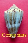 Conus mus, Hwass in Bruguière 1792