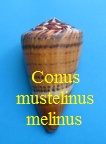 Conus mustelinus f. melinus, Shikama 1964