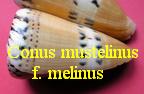 Conus mustelinus f. melinus, Shikama 1964