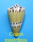 Conus mustelinus, Hwass in Bruguière 1792 (RKK 92)Rhiz