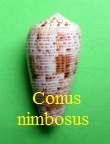 Conus nimbosus, Hwass in Bruguière 1792 RKK70 Phas.