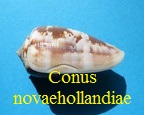 Conus novaehollandiae, A. Adams 1854 (RKK 279)Flor