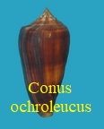 Conus aff. ochroleucus sp