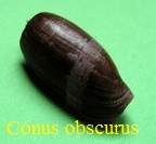 Conus obscurus, Sowerby 1833 (RKK 186)gas