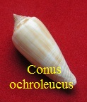 Conus ochroleucus ochroleucus, Gmelin 1791 (RKK 77)pha