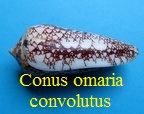 Conus omaria f. convolutus, Sowerby II, 1858