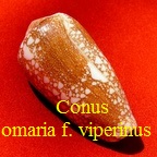 Conus omaria f. viperinus, Lauer 1986