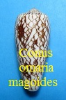 Conus omaria var magoides, Melvill 1900 