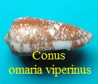 Conus omaria viperinus Japon