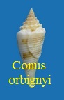Conus orbignyi, Audoin 1832