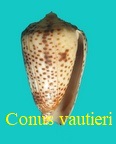 Conus (Puncticulus) vautieri, Kiener 1845