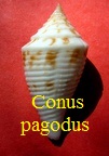 Conus pagodus, Kiener 1846