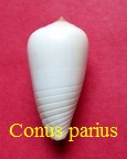 Conus parius, Reeve 1844