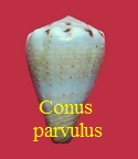 Conus parvulus parvulus, Link 1807