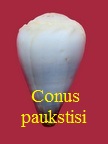 Conus paukstisi, Tucker & al. 2011