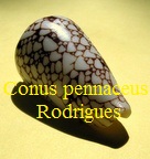 Conus pennaceus Rodrigues