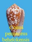 Conus pennaceus behelokensis, Lauer 1989
