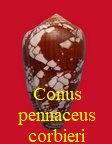 Conus pennaceus corbieri