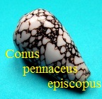 Conus pennaceus f. episcopus, Hwass in Bruguière 1792