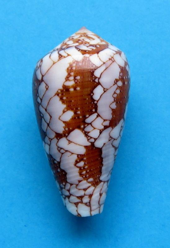 Conus (Darioconus) rosiae melbae Robin, 2008 C_pennmelb12
