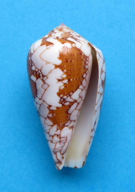Conus (Darioconus) rosiae melbae Robin, 2008 C_pennmelb13