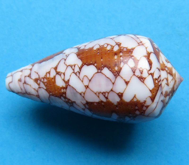 Conus (Darioconus) rosiae melbae Robin, 2008 C_pennmelb15
