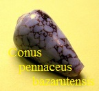Conus pennaceus bazarutensis, Fernandes & Monteiro 1988 