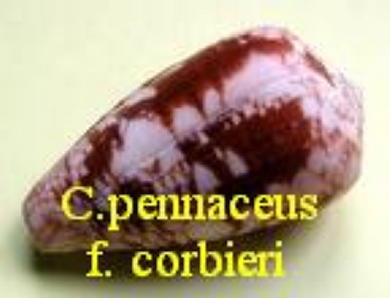 Conus pennaceus f. corbieri, Blöcher 1994
