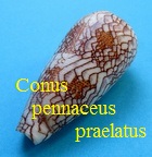 Conus pennaceus f. praelatus, Hwass in Bruguière 1792