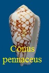 Conus (Darioconus) pennaceus mer rouge