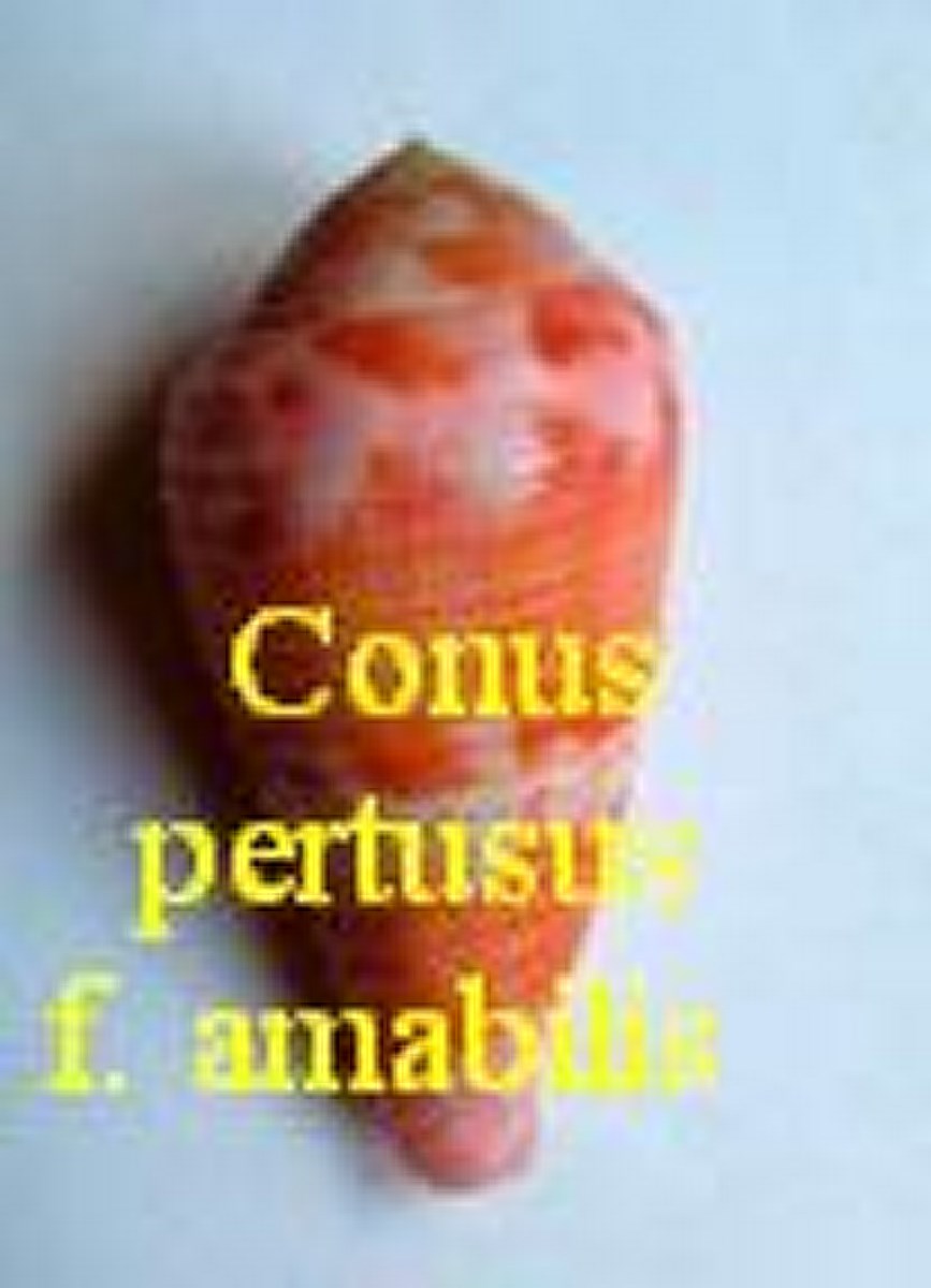 Conus pertusus f. amabilis, Lamarck 1810(RKK 233)pio