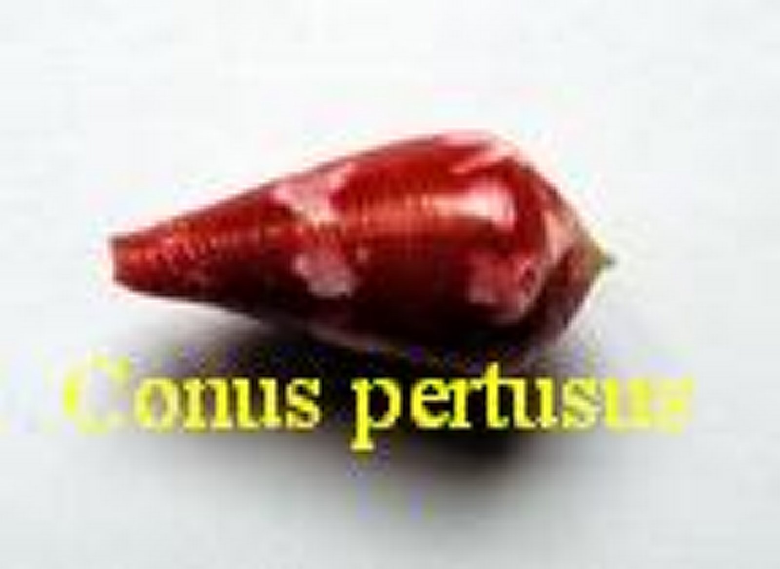 Conus pertusus, Hwass in Bruguière 1792 (RKK 233)pio