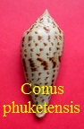 Conus phuketensis, da Motta 1978 (RKK171) Phas