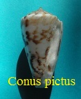 Conus pictus, Reeve 1844