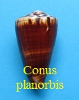 Conus planorbis, Born 1778 (RKK 84) Stra