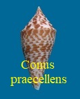 Conus praecellens, Adams 1854 (RKK 251)