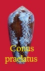 Conus praelatus, Hwass in bruguiere 1792