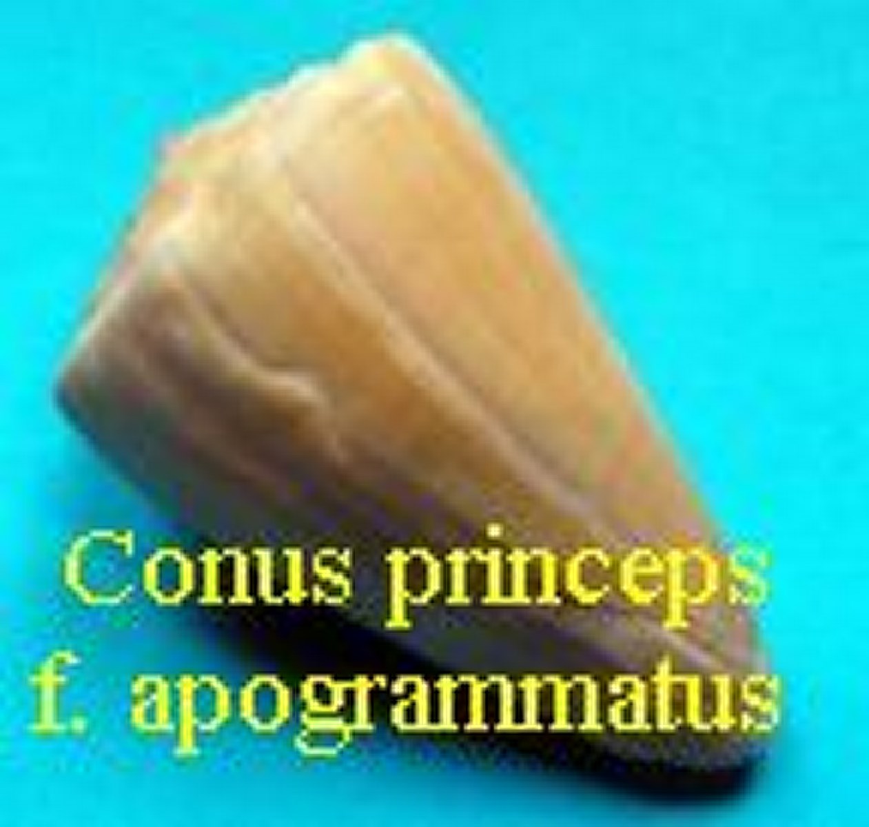 Conus princeps f. apogrammatus, Dall 1910