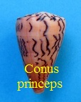 Conus princeps, L. 1758 (Ductoconus) 