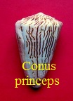 Conus princeps, L. 1758 (Duct.)