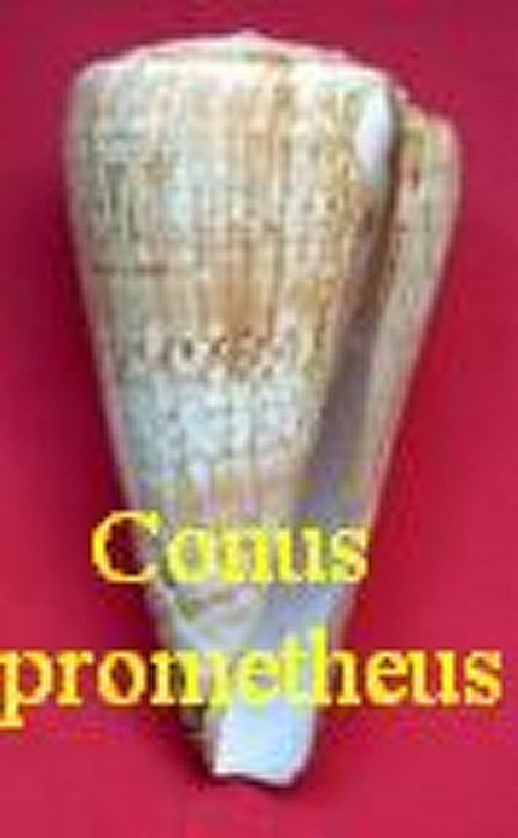 Conus prometheus, S Lightfoot, J., 1786
